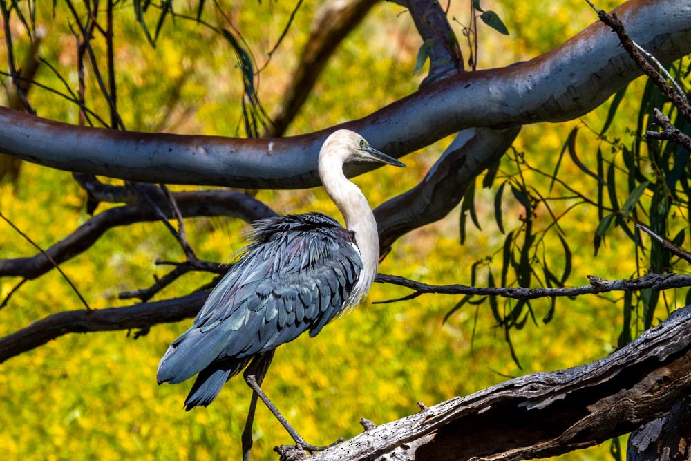 Pacific Heron - ML633330680