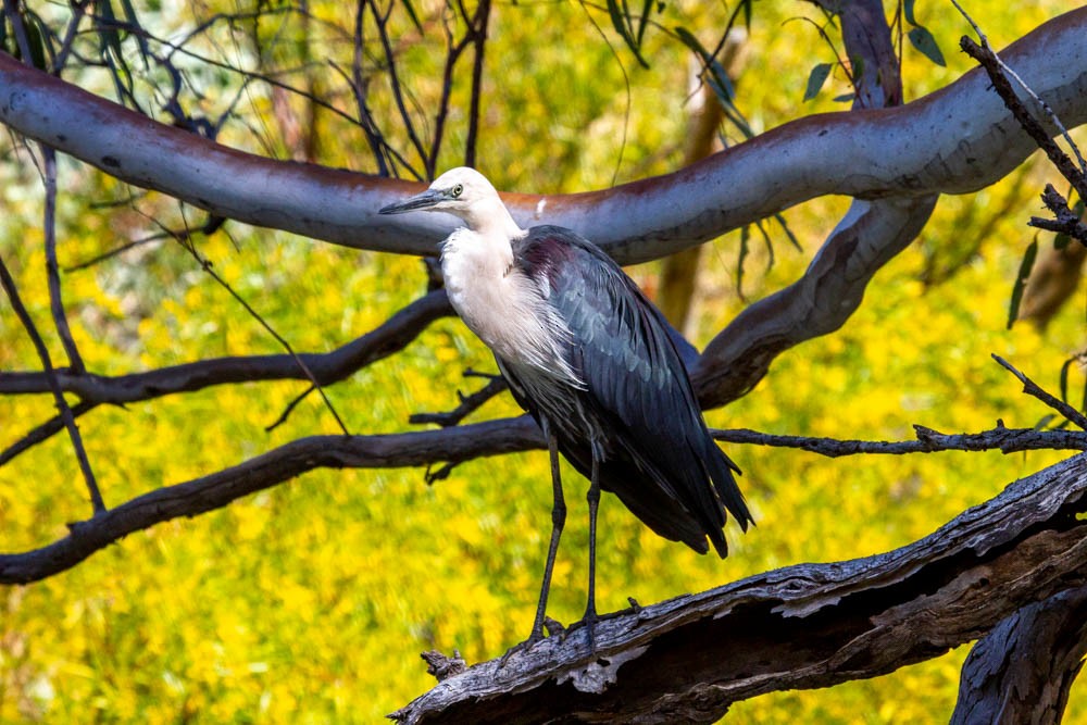 Pacific Heron - ML633330682