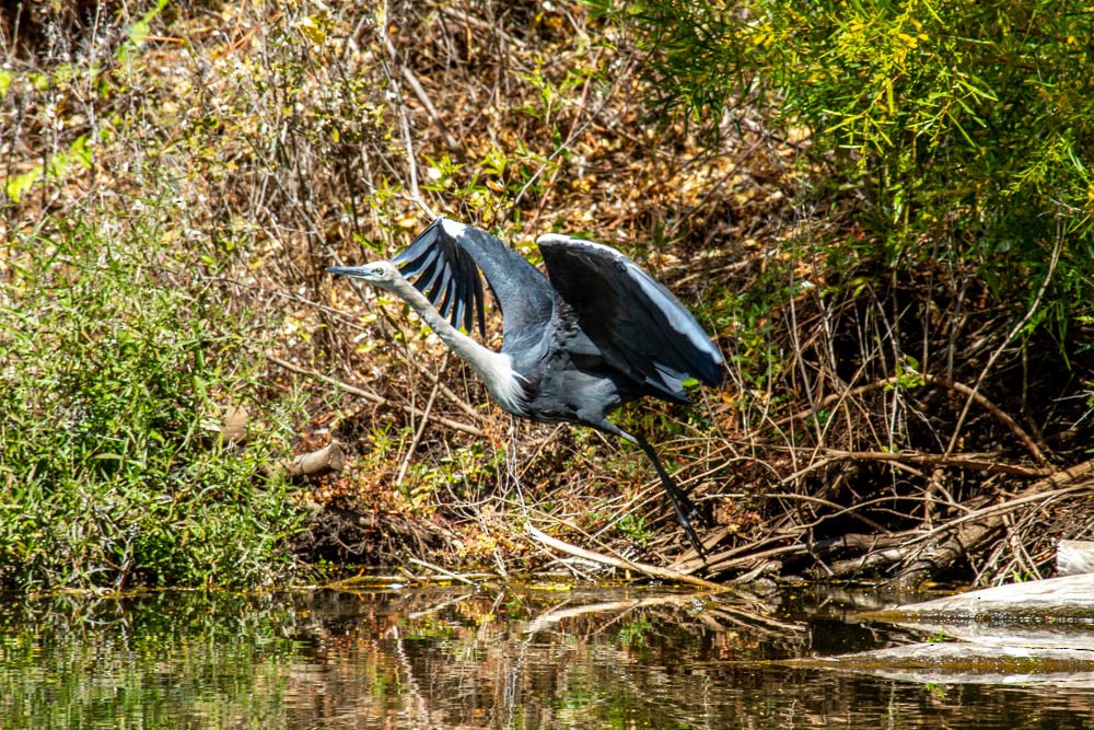 Pacific Heron - ML633330683