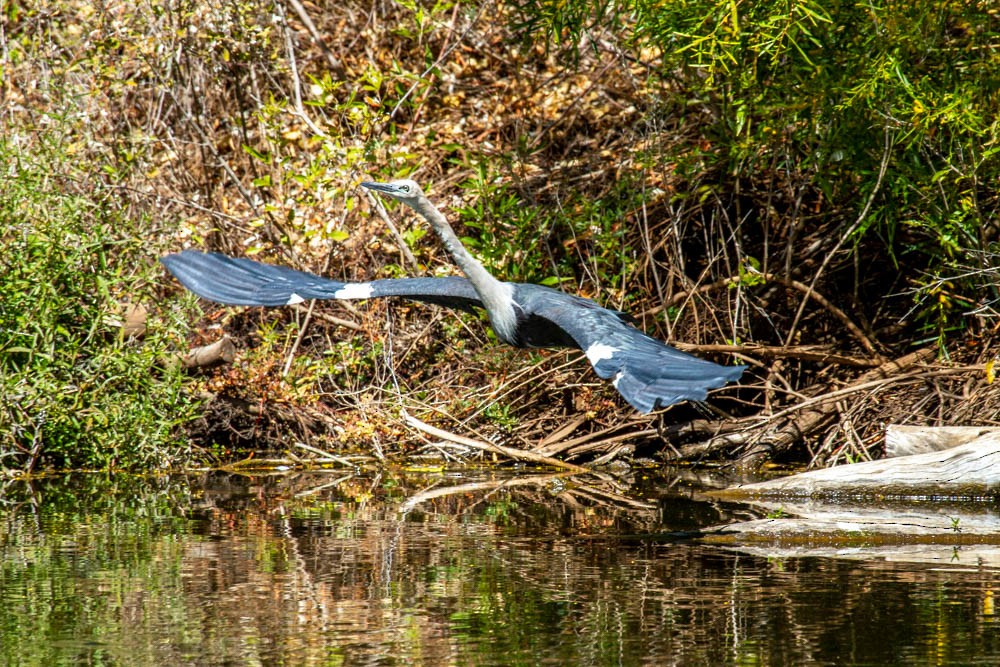 Pacific Heron - ML633330684