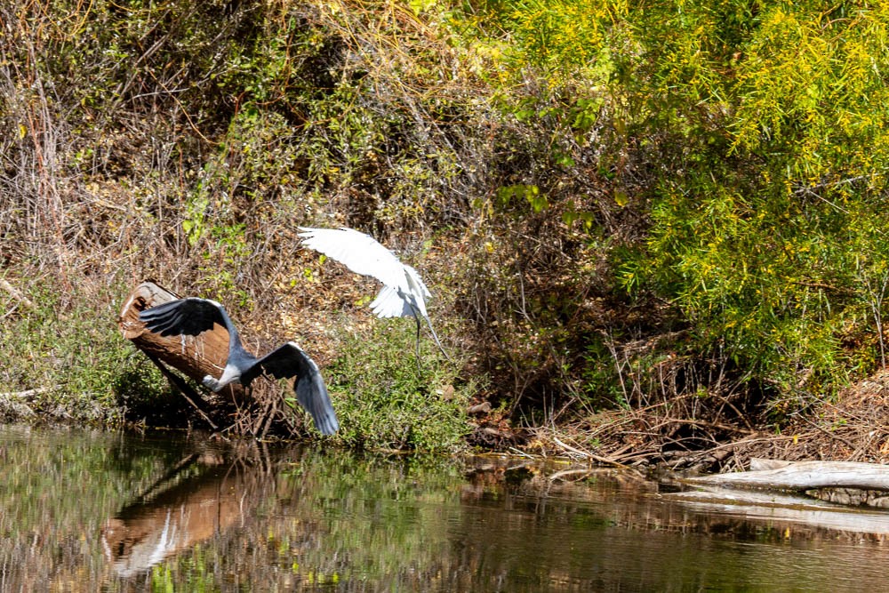 Pacific Heron - ML633330701