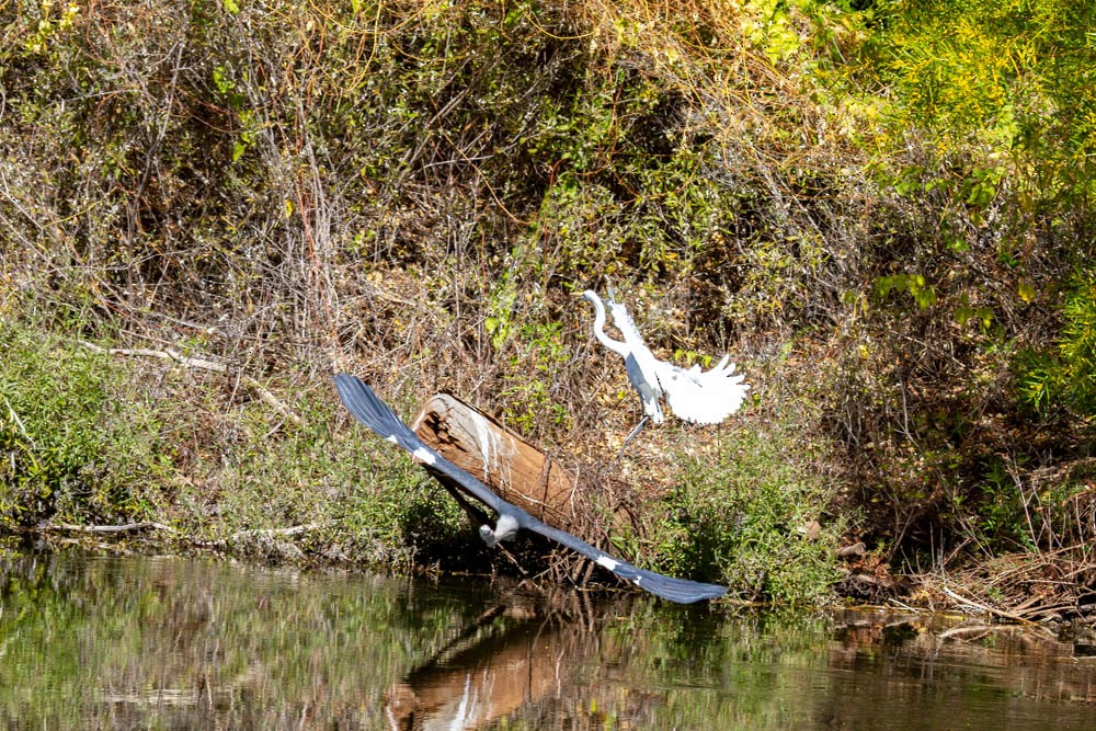 Pacific Heron - ML633330702