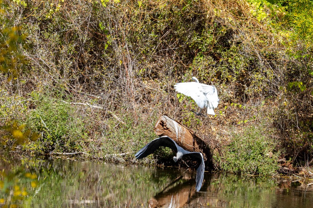 Pacific Heron - ML633330703