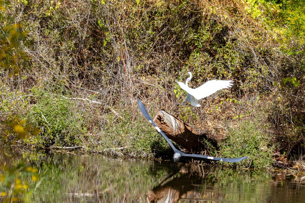 Pacific Heron - ML633330704