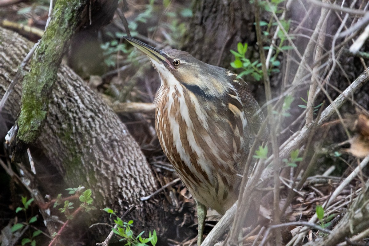 American Bittern - ML633330716