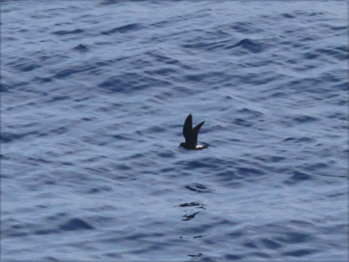 Townsend's Storm-Petrel - ML633330754