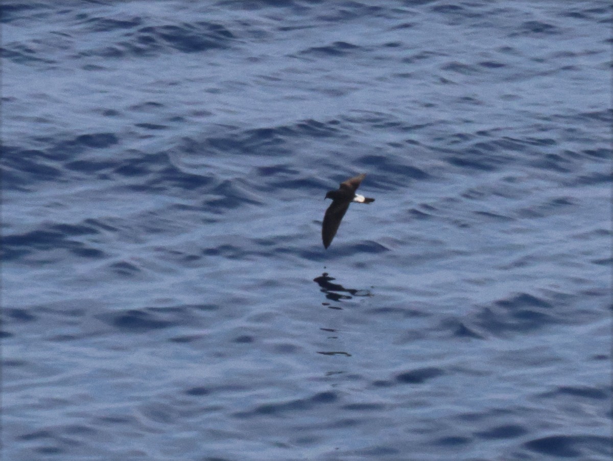 Townsend's Storm-Petrel - ML633330755