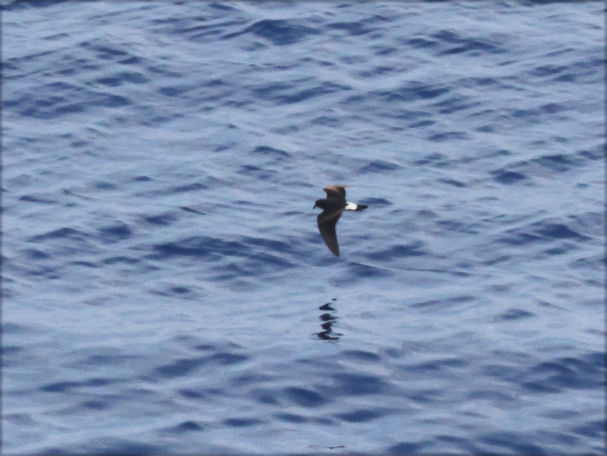 Townsend's Storm-Petrel - ML633330757