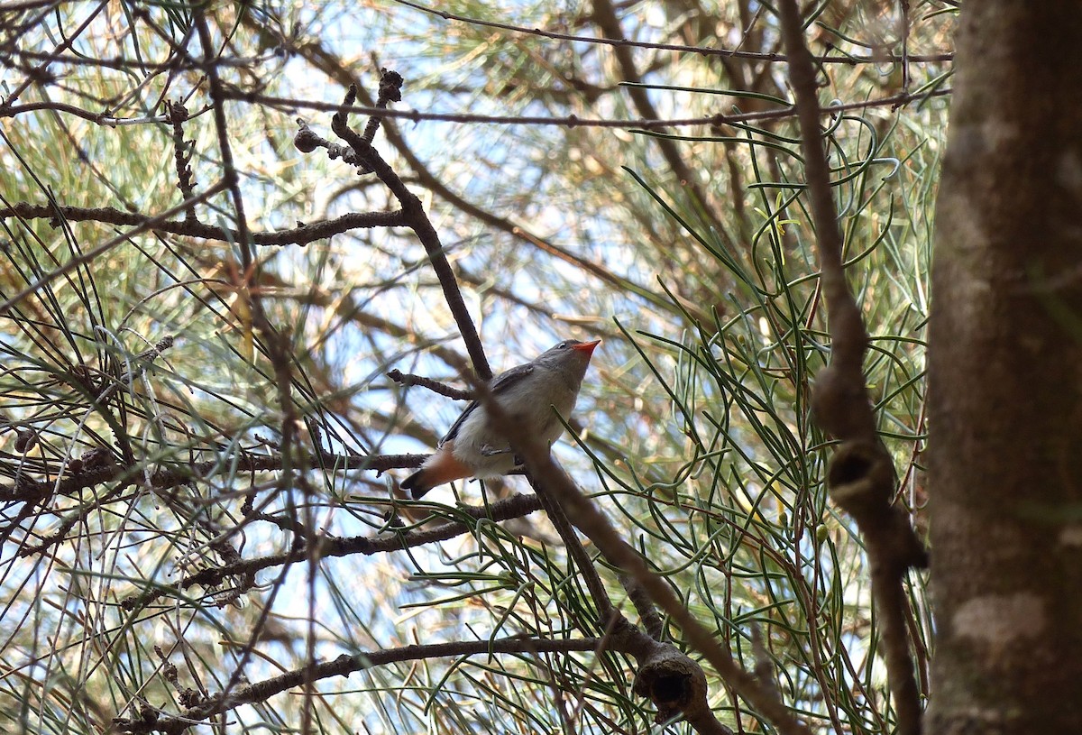 Mistletoebird - ML633330938