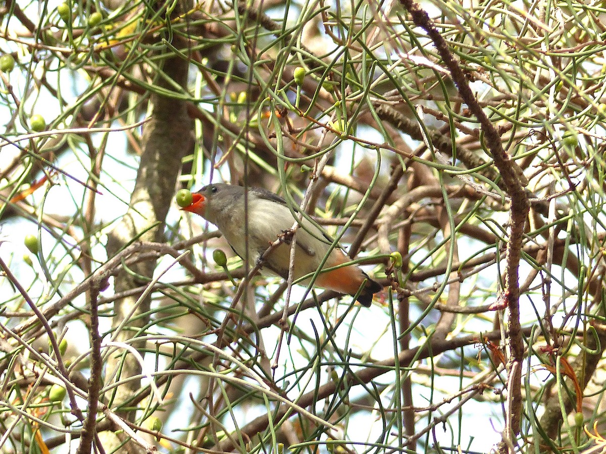 Mistletoebird - ML633330939