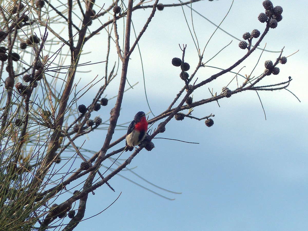 Mistletoebird - ML633330940
