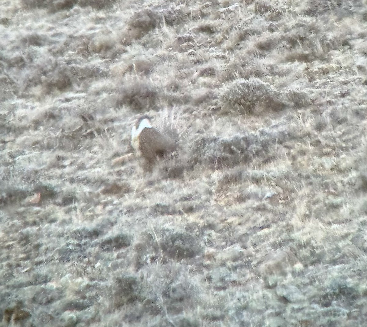 Gunnison Sage-Grouse - ML633330957