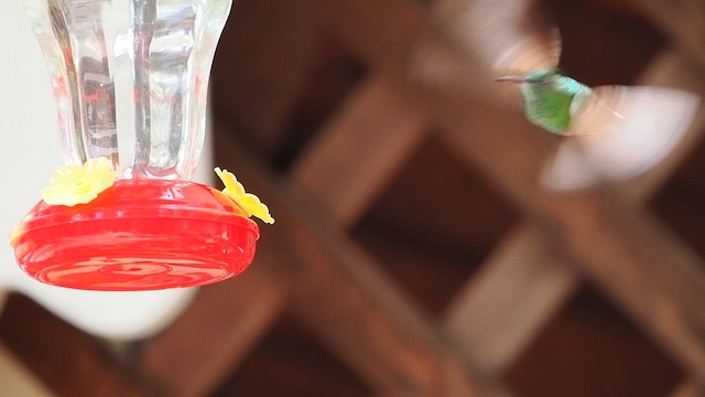 Berylline Hummingbird - ML633331036