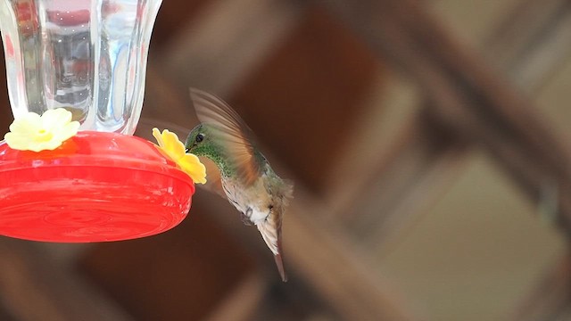 Berylline Hummingbird - ML633331040