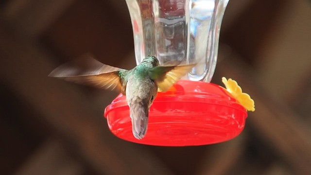Berylline Hummingbird - ML633331043