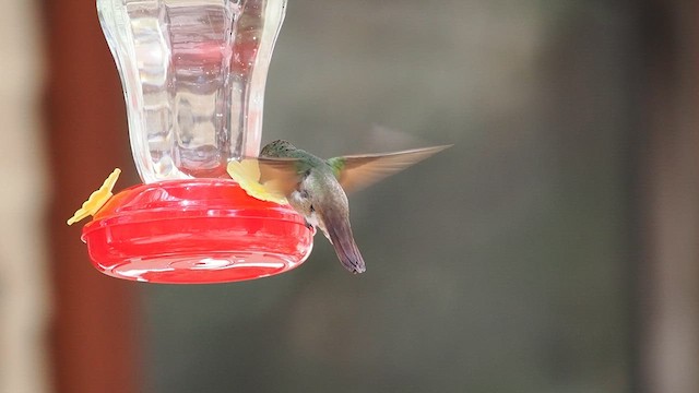 Berylline Hummingbird - ML633331051