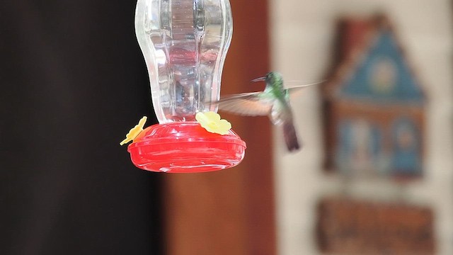 Berylline Hummingbird - ML633331052
