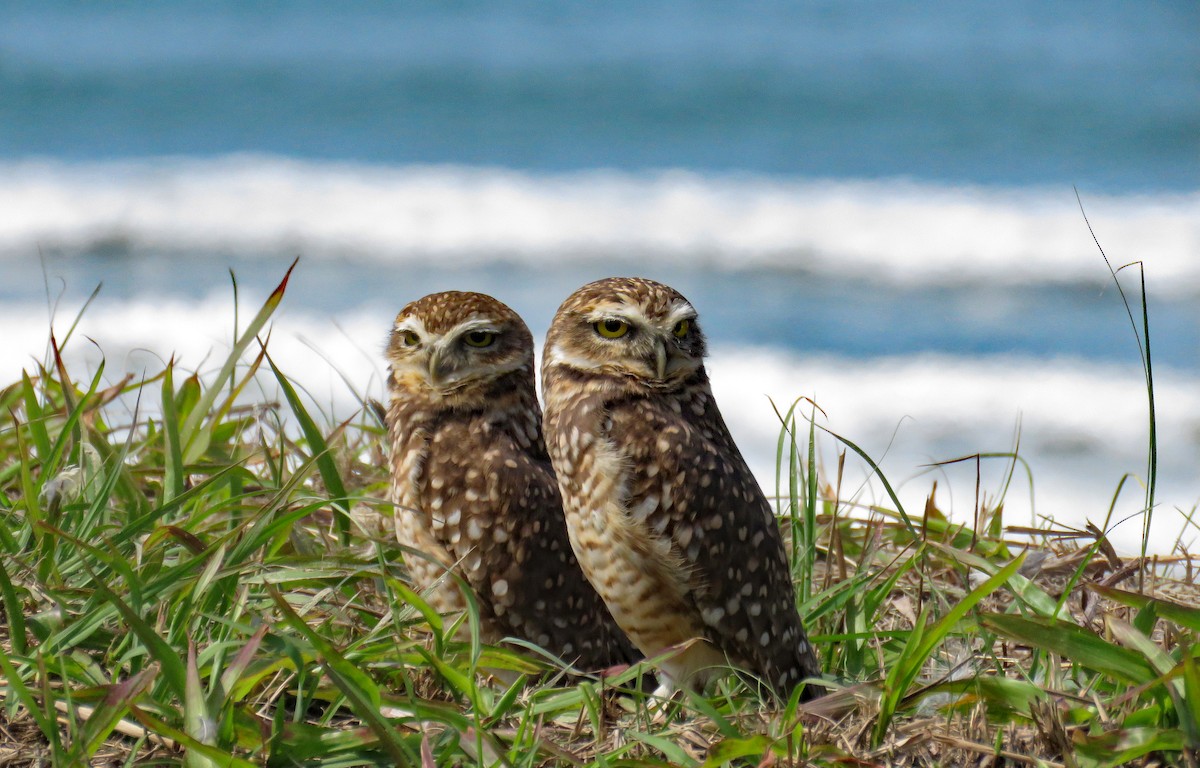 Burrowing Owl (grallaria) - ML633331093