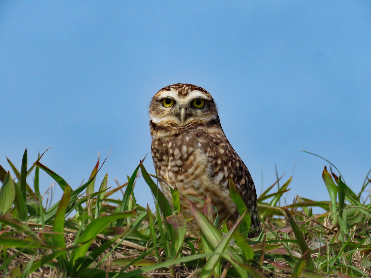 Burrowing Owl (grallaria) - ML633331094