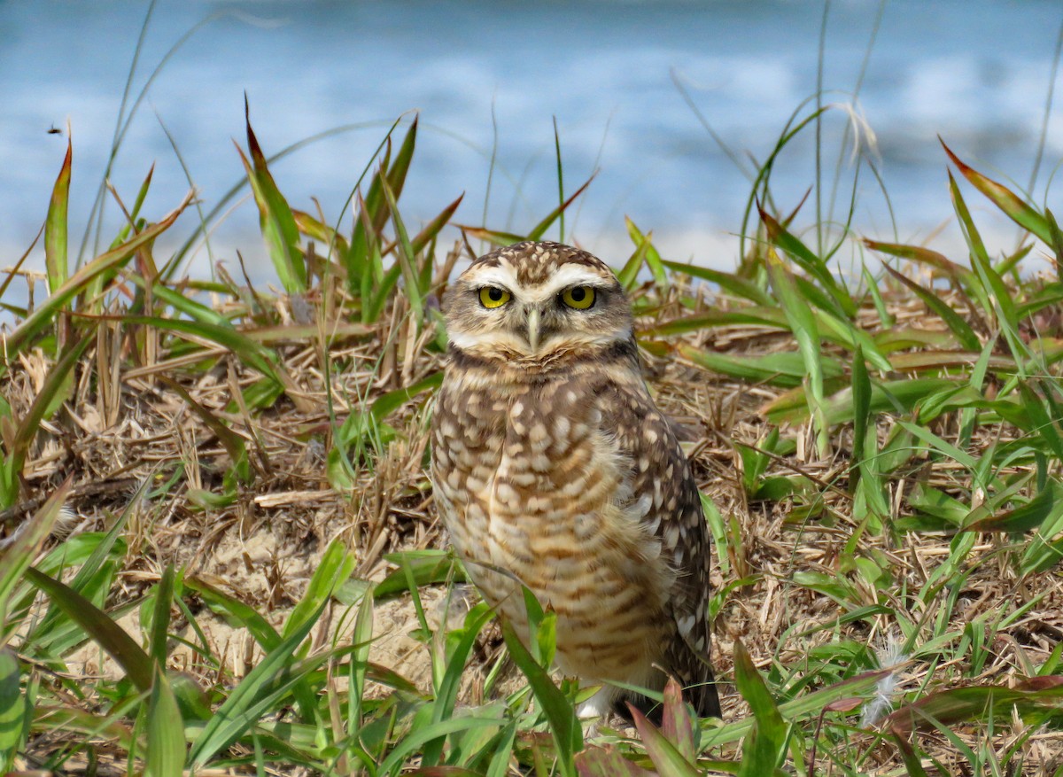 Burrowing Owl (grallaria) - ML633331095