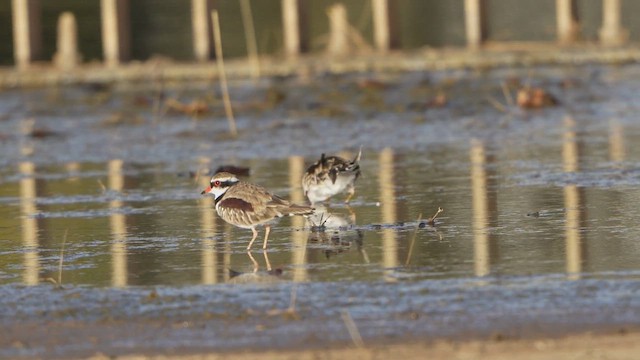 Black-fronted Dotterel - ML633331137