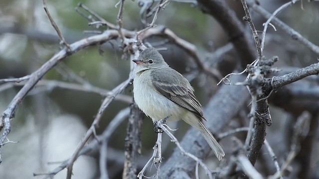 メグロハエトリ - ML633331201