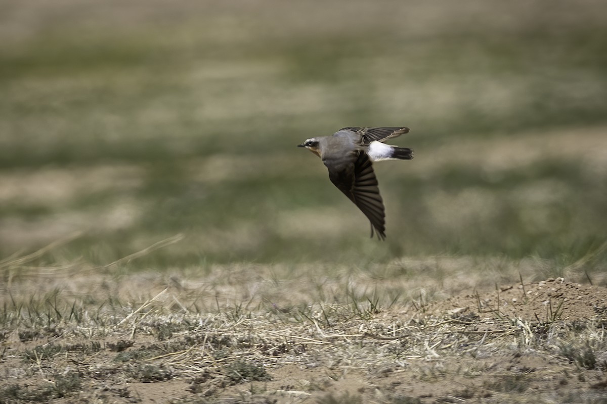 Northern Wheatear - ML633331409