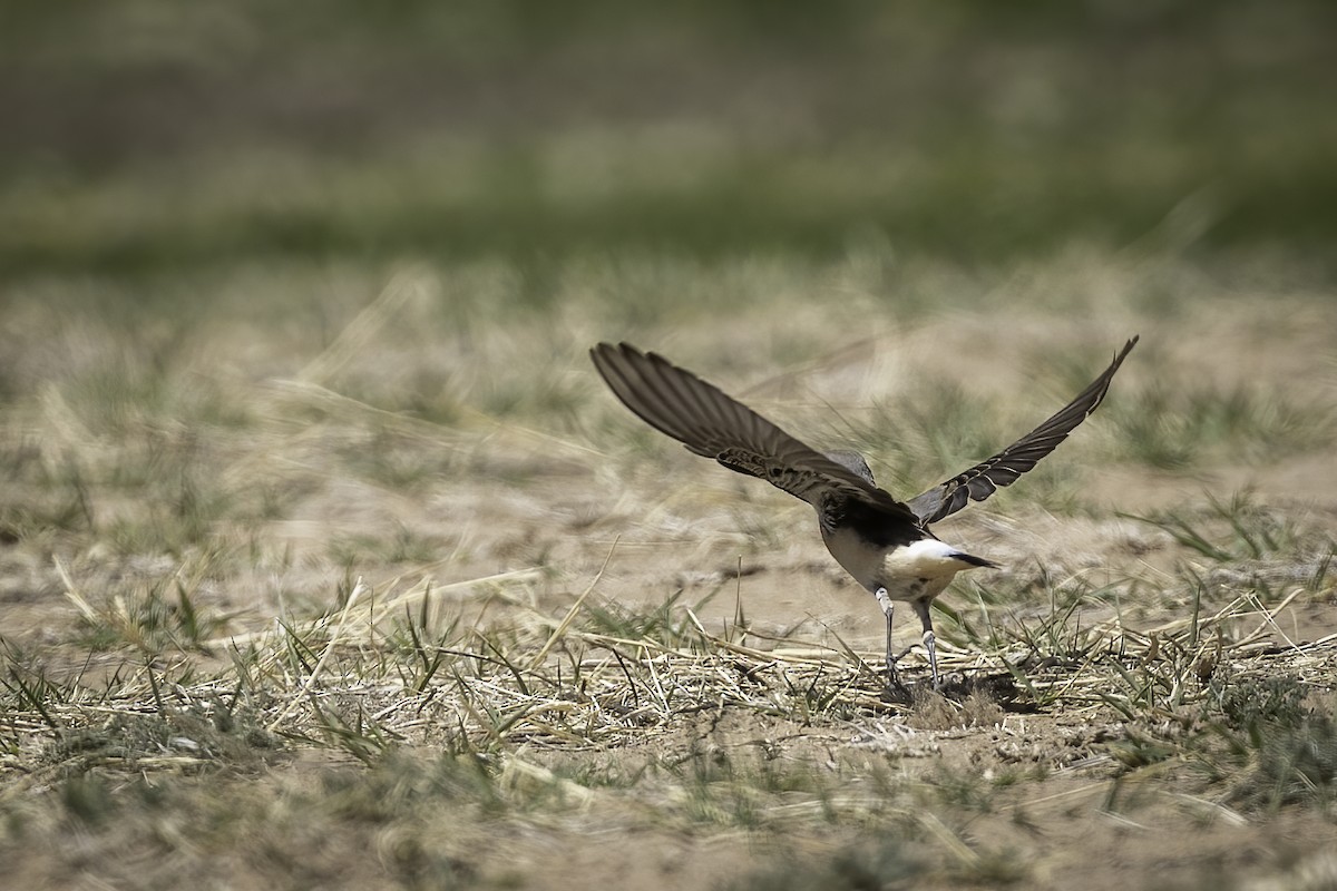 Northern Wheatear - ML633331411