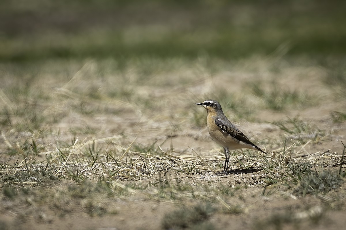Northern Wheatear - ML633331412