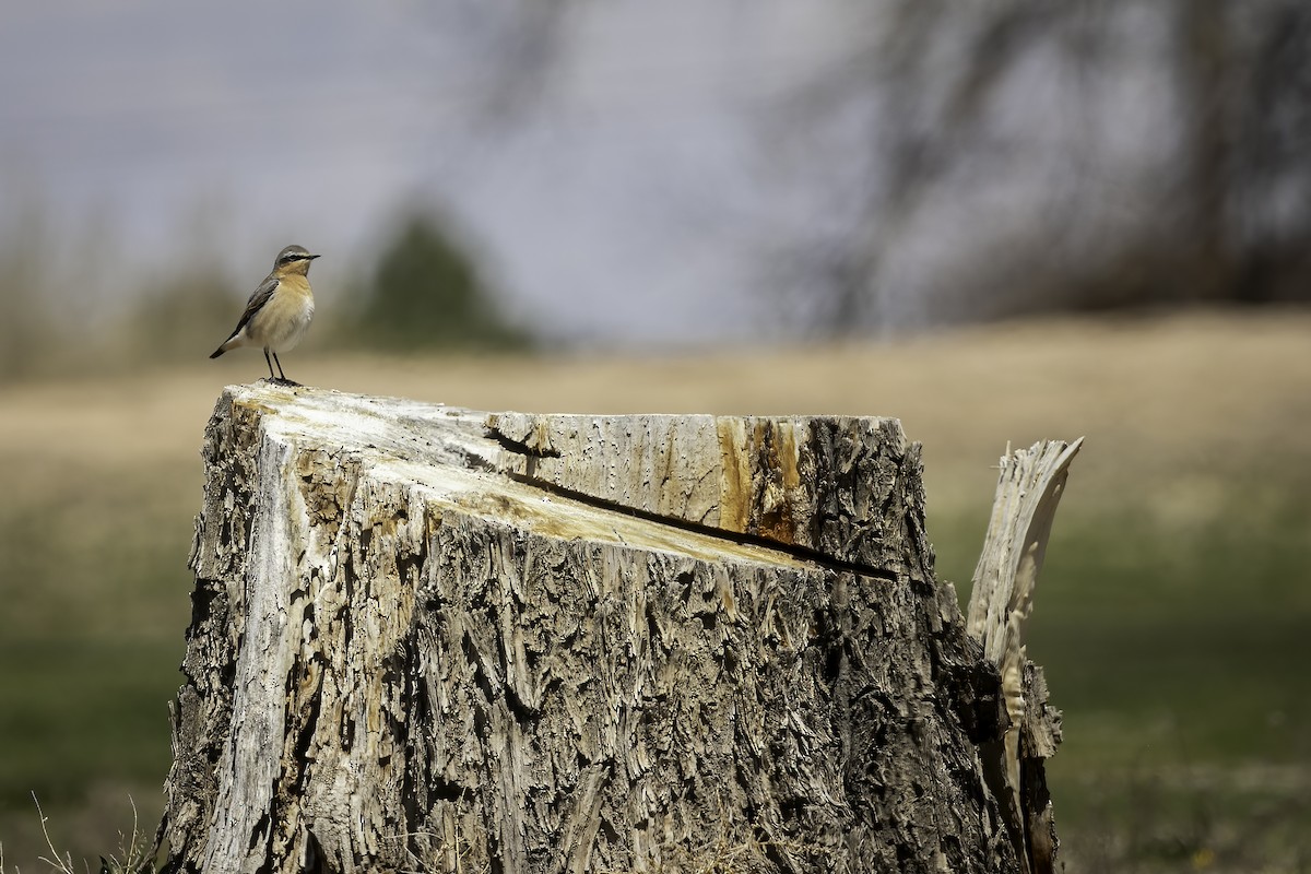 Northern Wheatear - ML633331414
