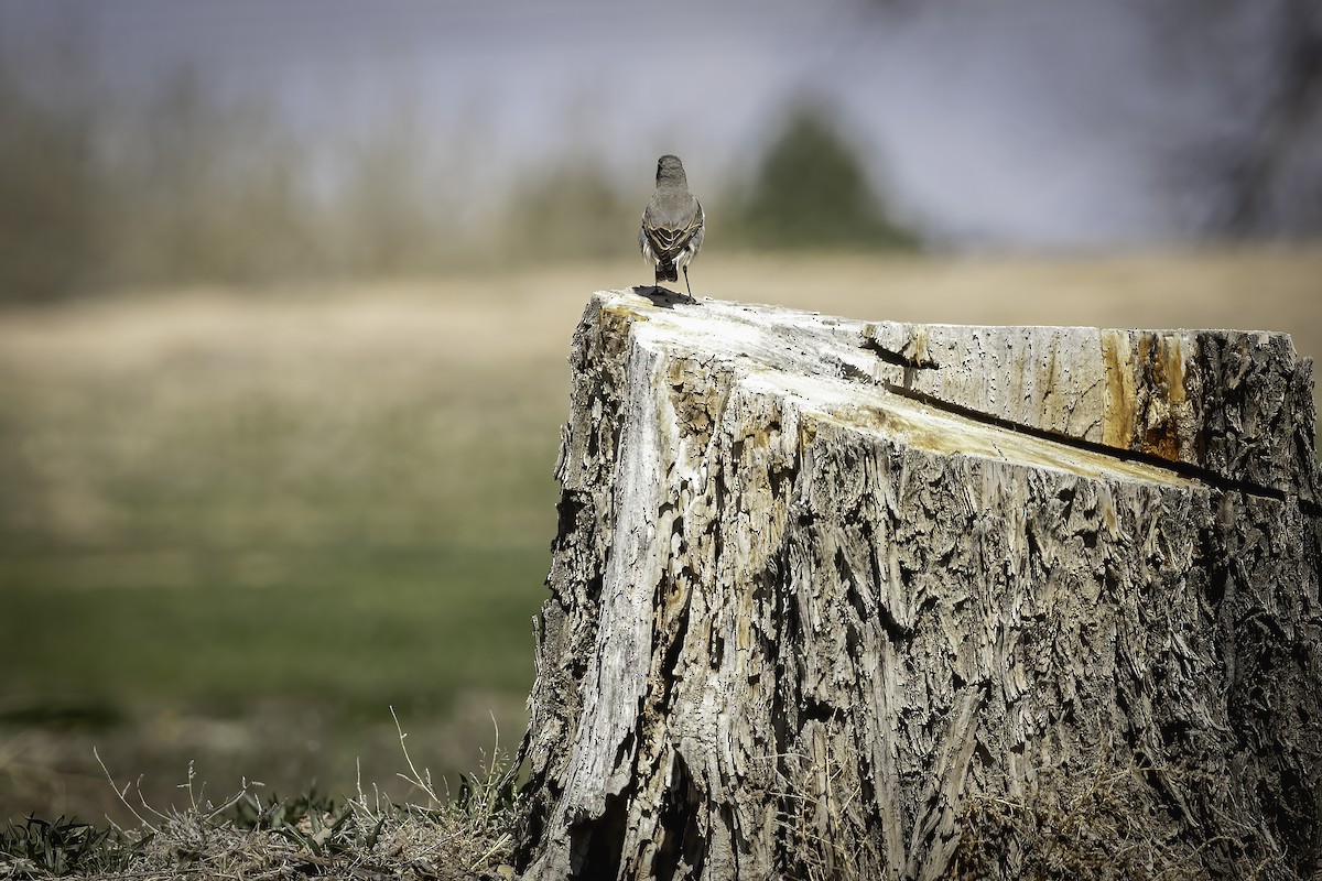 Northern Wheatear - ML633331415