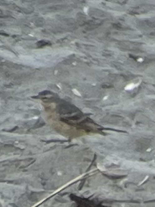 American Pipit - ML633331461