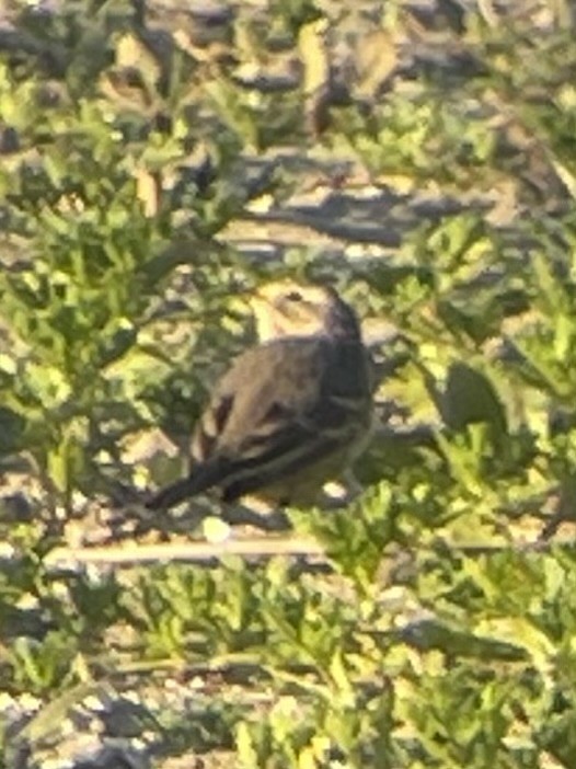 American Pipit - ML633331462