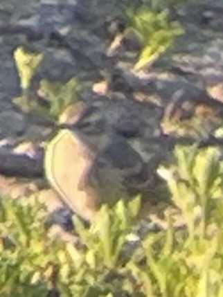 American Pipit - ML633331463