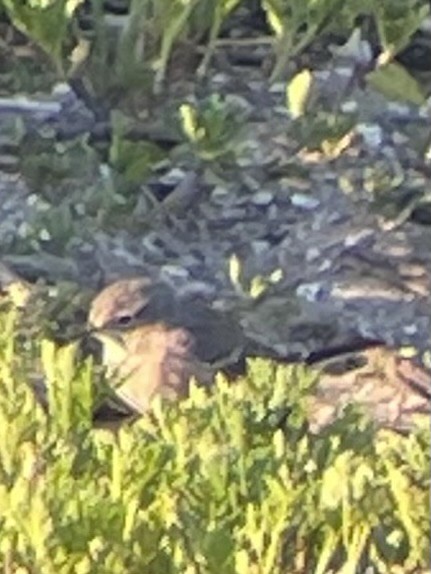 American Pipit - ML633331464