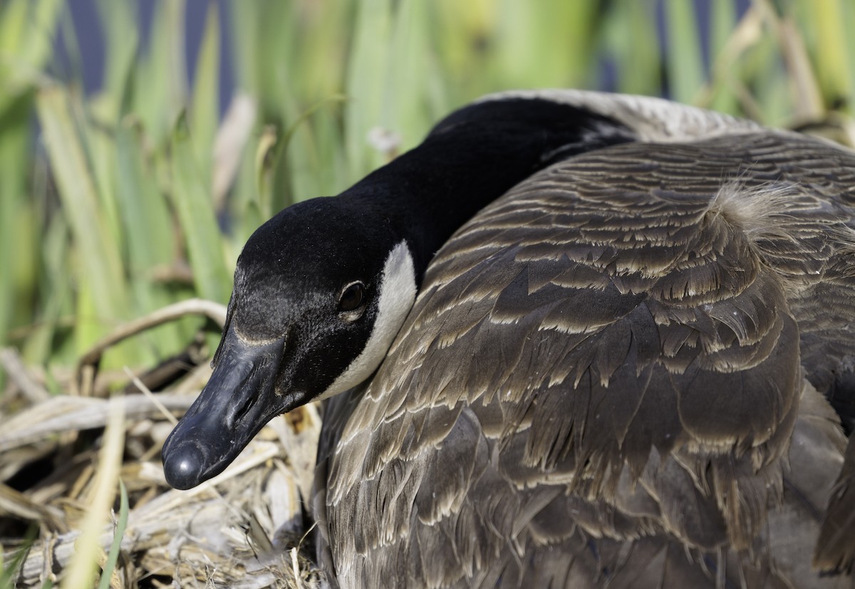 Canada Goose - ML633331567
