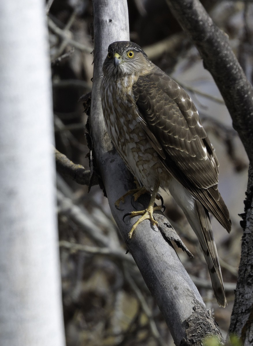 Sharp-shinned Hawk - ML633331572