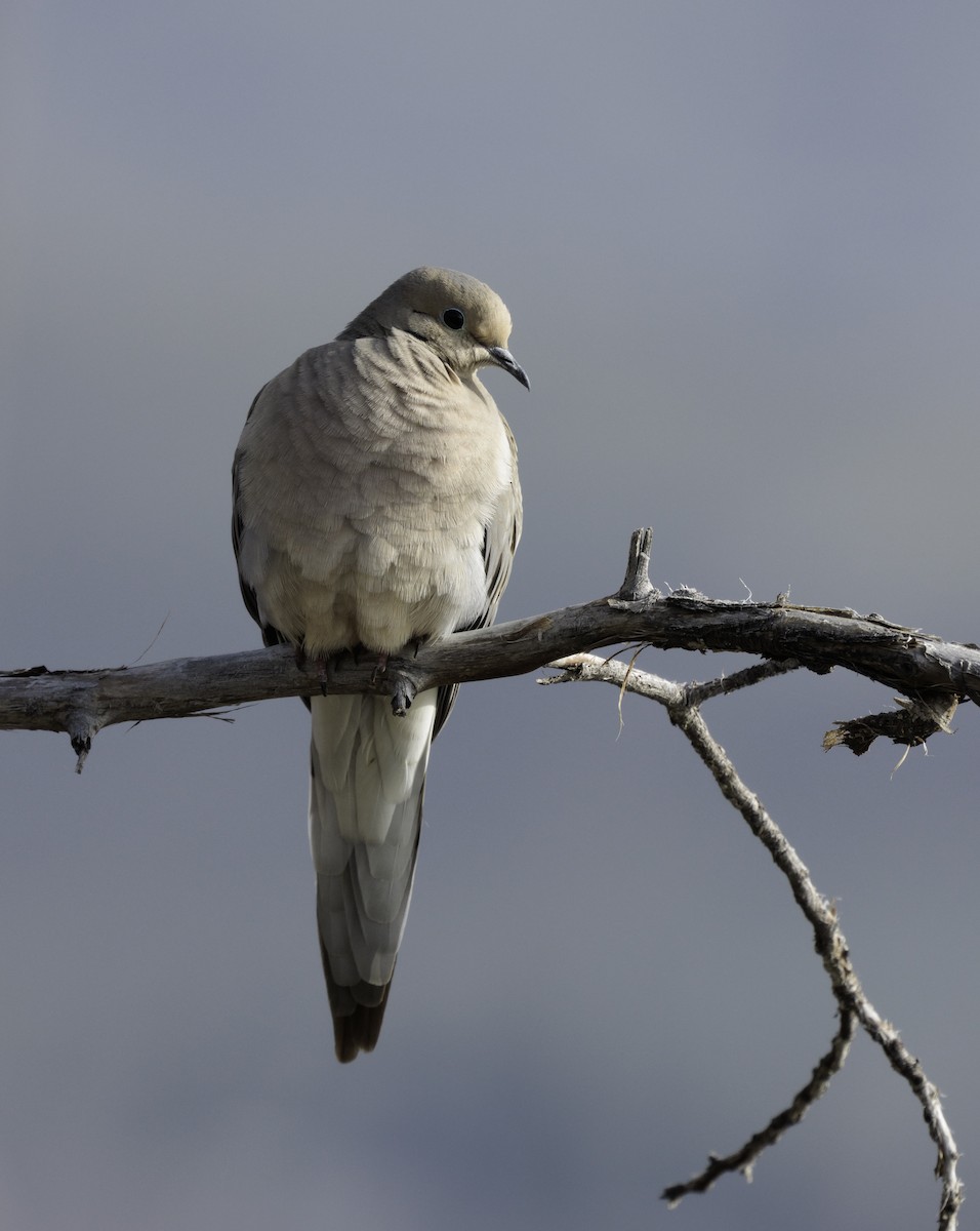 Mourning Dove - ML633331574