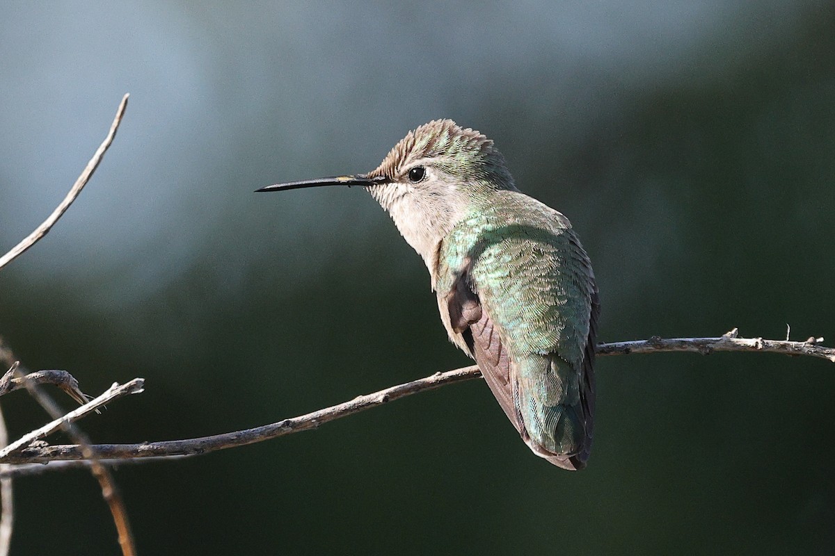 Costa's Hummingbird - ML633331761