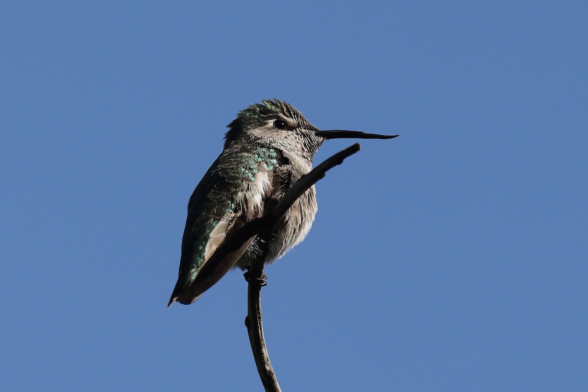 Anna's Hummingbird - ML633331783