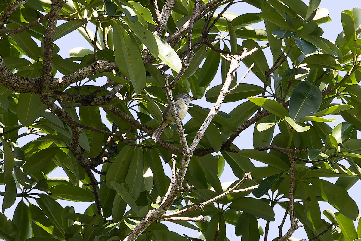 Yellow-legged Flyrobin - ML633331787