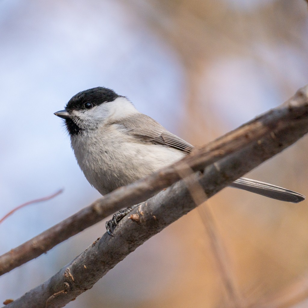 Marsh/Willow Tit - ML633332040