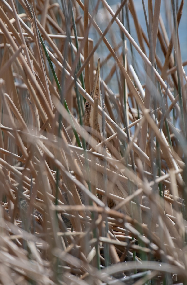 American Bittern - ML633332185