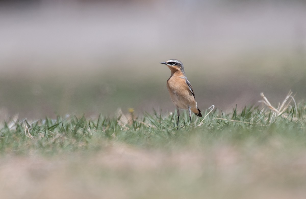 Northern Wheatear - ML633332189