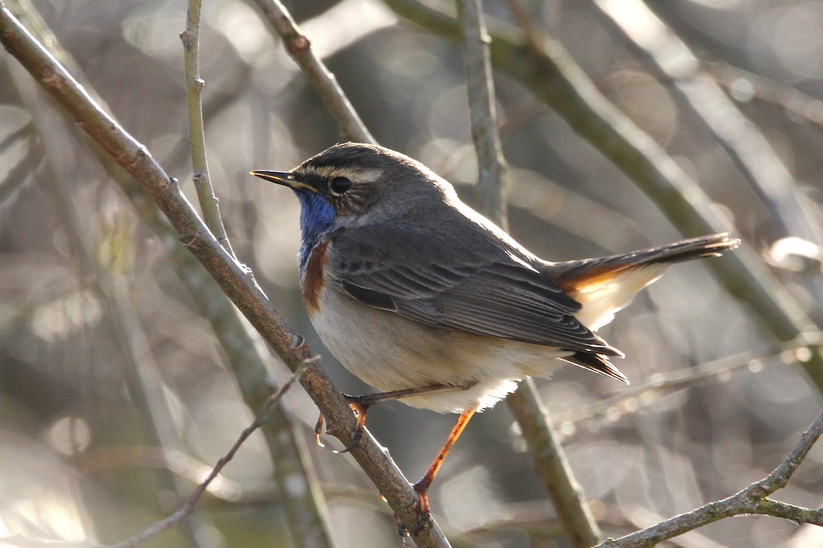 כחול חזה - ML633332591