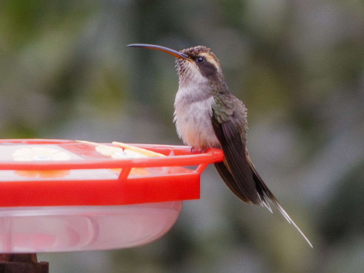 Dusky-throated Hermit - ML633332778