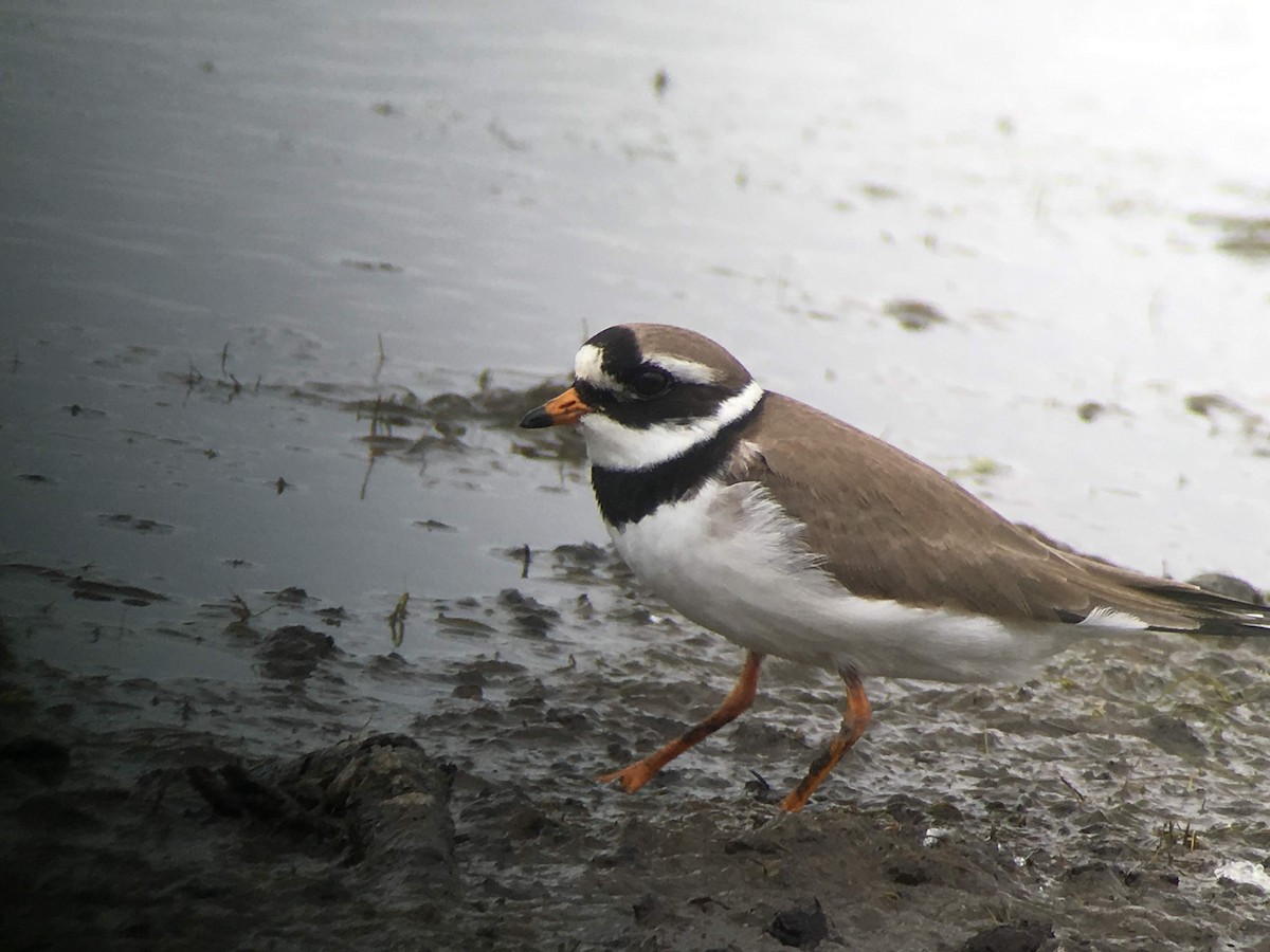 Common Ringed Plover - ML633333134