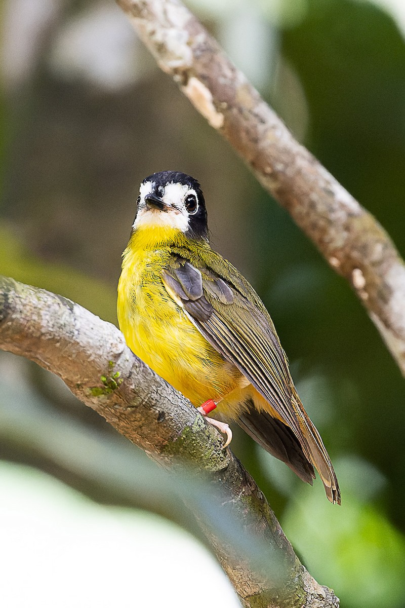 White-faced Robin - ML633333142