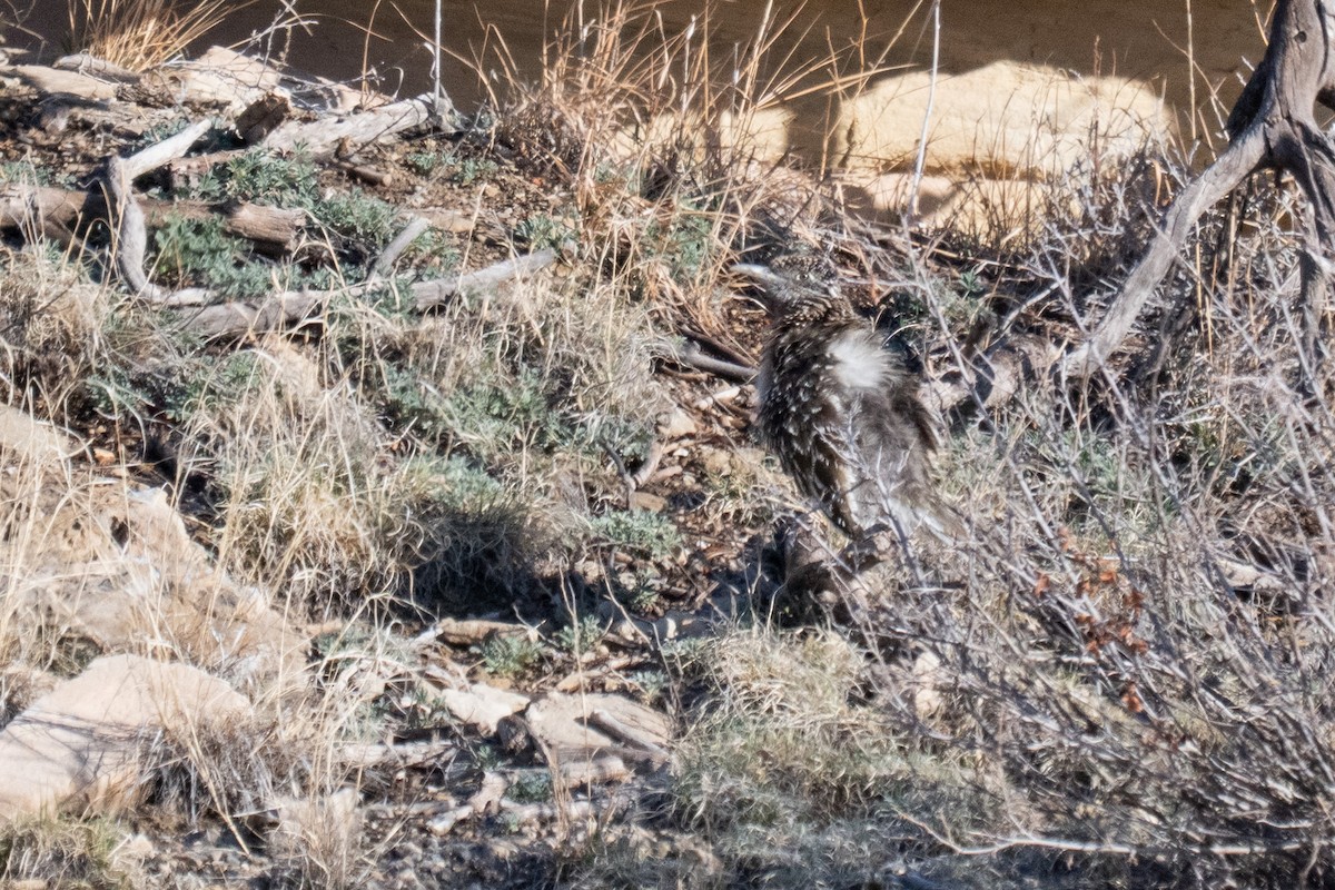 Greater Roadrunner - ML633333171