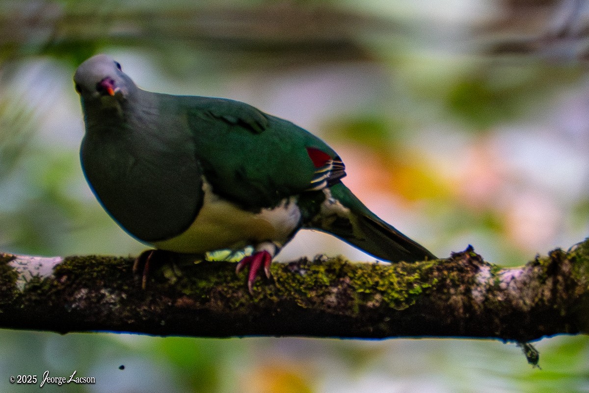 Cream-breasted Fruit-Dove - ML633333275